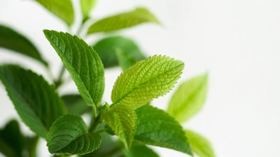 Fresh Mint Leaves Closeup