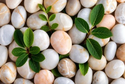 White Pebbles with Green Sprouts