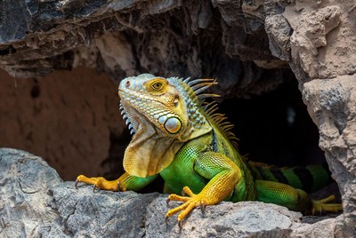 Green iguana emerging from rock cave