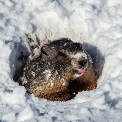 Groundhog sticking tongue out from snow hole