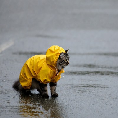 Cat Wearing Yellow Raincoat in Rain