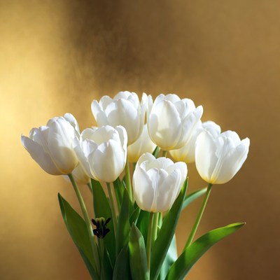 White Tulips on Gold Background