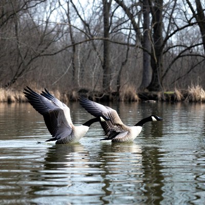 Two Canada Geese Flying Over Lake