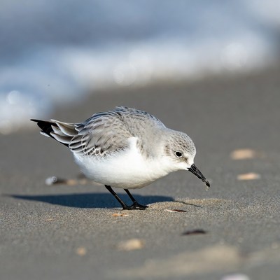 Sanderling foraging on beach