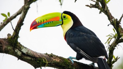 Colorful Toucan Perched on Tree Branch