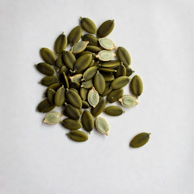 Pile of pumpkin seeds