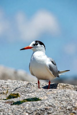 Elegant Tern on Rocky Shore