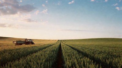 Tractor harvesting wheat field at sunset