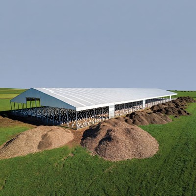 White Dairy Barn with Cows