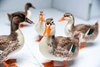 Group of baby ducks on white background