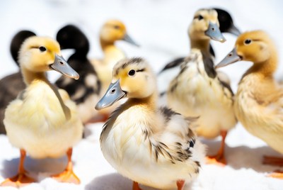 Group of Cute Ducklings on Snow