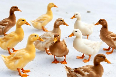 Group of colorful toy ducks
