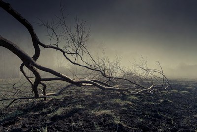 Twisted Dead Tree in Foggy Field