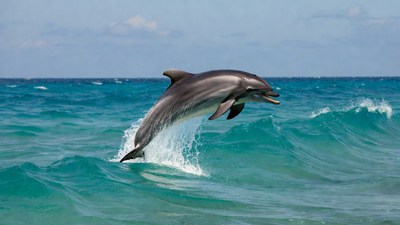 Dolphin jumping from ocean waves