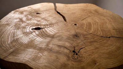 Tree stump cross section