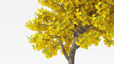 Vibrant yellow flowering tree