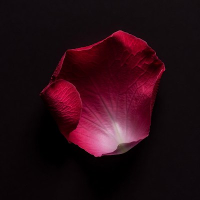 Red Rose Petal on Black Background