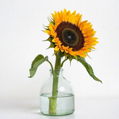 Sunflower in Glass Vase