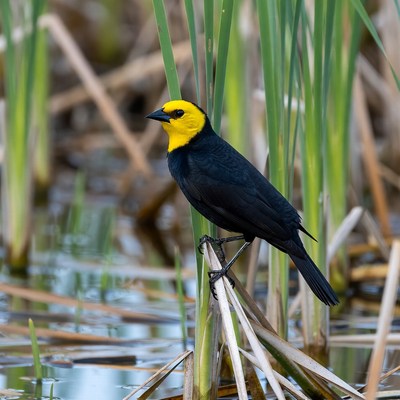 Yellow-headed Blackbird on Reeds