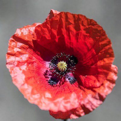 Red Poppy Flower Closeup