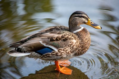 Mallard duck standing in water