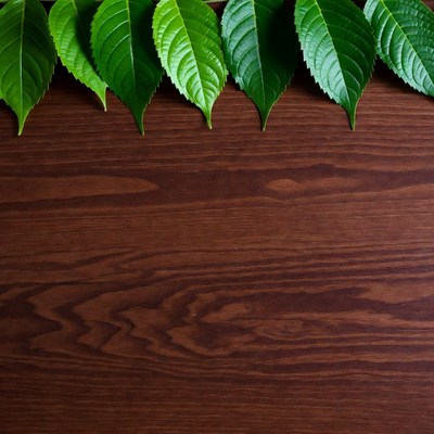 Fresh green leaves on wooden surface