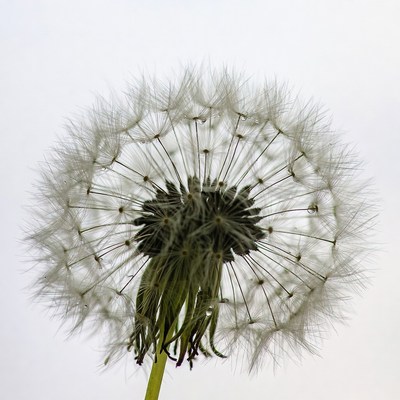 Fluffy Dandelion on White Background