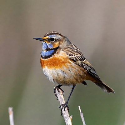 Whinchat bird perched on branch