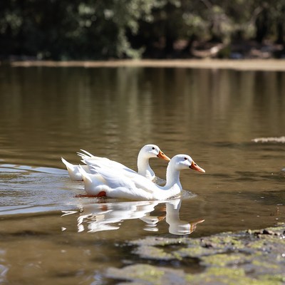 Two white ducks swimming in lake