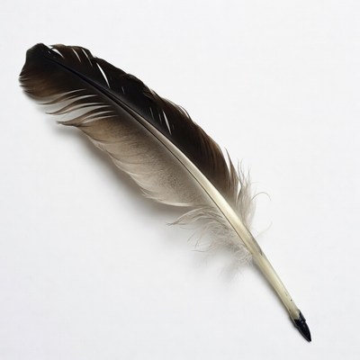 Black and white feather isolated