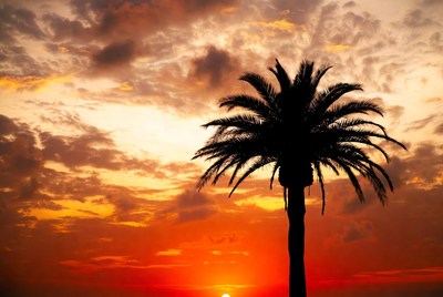 Silhouette Palm Tree at Sunset