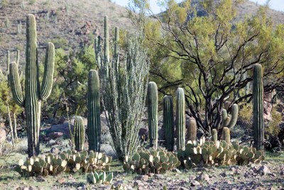 Saguaro Cacti in Desert Landscape