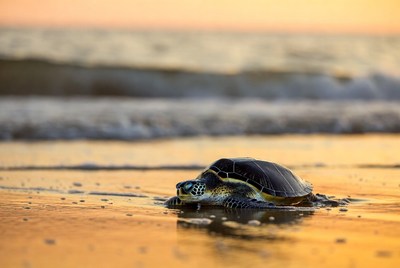 Baby sea turtle on beach at sunset