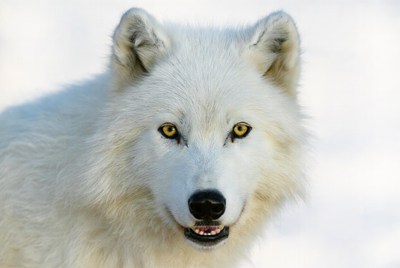 Close-up Arctic Wolf Portrait