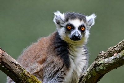 Ring-tailed lemur on branch