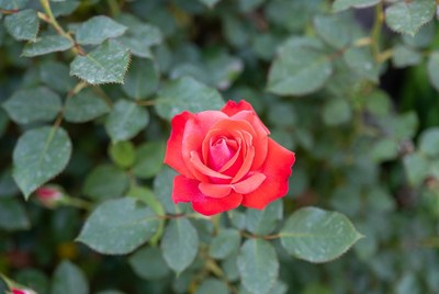 Vibrant red rose with green leaves