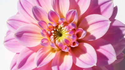 Pink Dahlia Flower Closeup