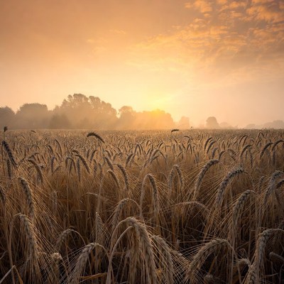 Golden Wheat Field at Sunrise