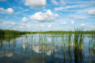 Reeds in Calm Marsh Water Reflection
