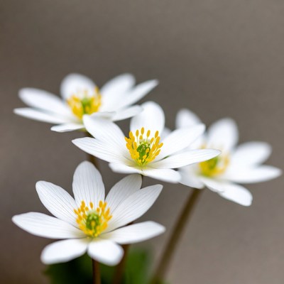 Cluster of White Anemone Flowers
