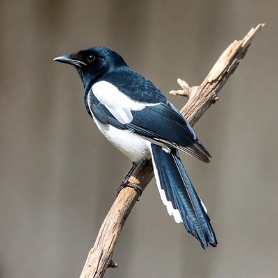 Black Magpie perched on branch