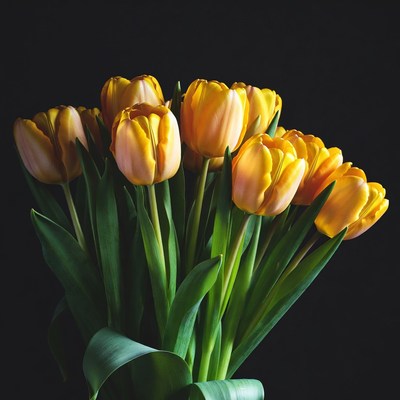 Yellow tulips bouquet on black background