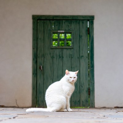 White cat sitting by green door