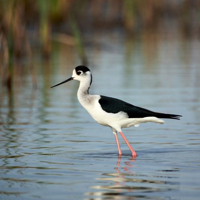Black-winged Stilt standing in water