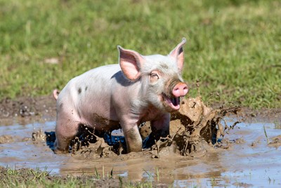 Piglet playing in mud puddle