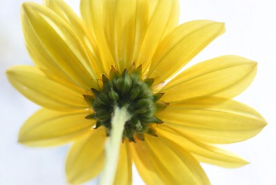 Close-up yellow daisy flower
