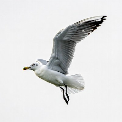 Flying seagull isolated background