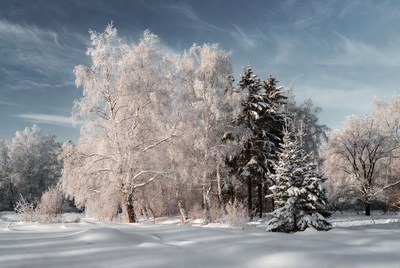 Snow-Covered Birch and Pine Trees in Winter Forest