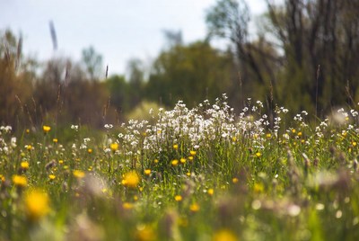 White daisies in green meadow
