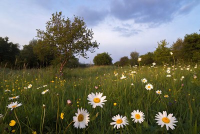 Daisy flower field under blue sky